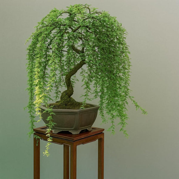 CZ Grain Bonsai Green Weeping Willow Tree Cutting - Thick Trunk Start,