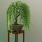 CZ Grain Bonsai Green Weeping Willow Tree Cutting - Thick Trunk Start,