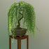 CZ Grain Bonsai Green Weeping Willow Tree Cutting - Thick Trunk Start,
