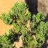 5 6 10 Inches Brussel's Bonsai Live Green Mound Juniper Bonsai Tree - Medium, Year, to - Outdoor Bonsai Tree Live