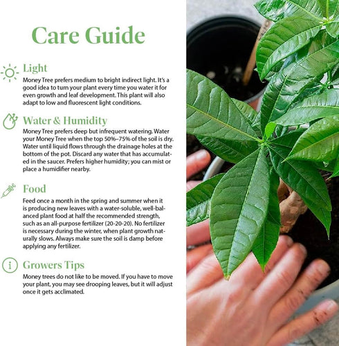 4-Inch American Plant Exchange Money Tree Pot with Cover Live Easy Care Indoor Houseplant, Air-Purifying, Low-Light
