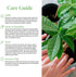 4-Inch American Plant Exchange Money Tree Pot with Cover Live Easy Care Indoor Houseplant, Air-Purifying, Low-Light