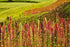 6 Food to Live Organic Puffed Quinoa, Ounces Crispy White Quinoa Pop. Non-GMO, Vegan, Kosher, Bulk. Perfect