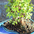 4 8 12 Inches Brussel's Bonsai Live Dwarf Jade Bonsai Tree, Indoor - Medium, Years Old, to Tall - Jade Tree