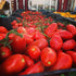 100% 28.8 oz (800g) Italian Tomatoes Gustarosso DaniCoop Campania, Italy