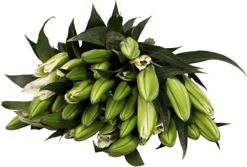 10 Stem Pink Giant Lilies Fresh Cut Flower Bouquet Very Fragrant Gifts for home decoration birthdays anniversaries