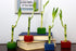 4" 20 (20) NW Wholesaler - Live Lucky Bamboo Plant - Bundle of Stalks - Live Indoor Houseplants for Home Decor, Live