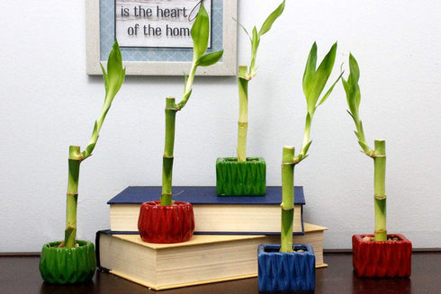 4" Live Lucky Bamboo Single Stalk with Square Red Planter - Indoor House Plant for Good Luck, Fortune, Feng Shui