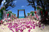 50/50 Miami Fresh Orchid Flower OrchidClubUSA Sunne Tropical Loose Bloom DIY Lei food drink decoration PAIR (Purple +