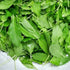 Generic Premium Dried Holy Basil (Tulsi) Leaves Aromatic Thai Holy Basil for Tea & Cooking Fresh Sealed Herbal Loose
