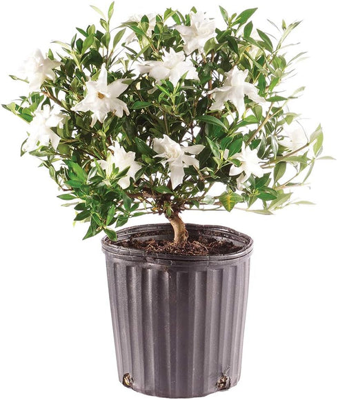 Brussel's Bonsai - Live Gardenia Bonsai Tree, Outdoor Bonsai Plant in Grower