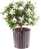 Brussel's Bonsai - Live Gardenia Bonsai Tree, Outdoor Bonsai Plant in Grower