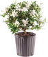 Brussel's Bonsai - Live Gardenia Bonsai Tree, Outdoor Bonsai Plant in Grower