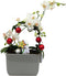 Christmas Infinity Loop with White Moth Orchid Plant in Gray Ceramic Pot-