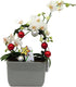 Christmas Infinity Loop with White Moth Orchid Plant in Gray Ceramic Pot-