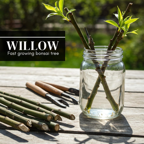 Eversong Weeping Willow Bonsai Tree Cutting to Grow - Thick Trunk Cutting - Great Gift - Fast Growing Indoor or Outdoor