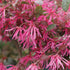 3 8-12 Inches Brussel's Bonsai - Live Chinese Fringe Flower Bonsai Tree, Outdoor Bonsai Tree Live Plant in Decorative