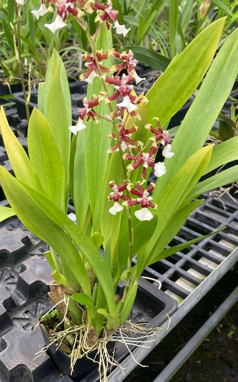 Aloha Hawaii Orchids 4 Oncidium Sharry Baby 'Sweet Fragrance' Orchid Plant from Hawaii in pots Blooming Size Fragrance