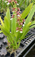 Aloha Hawaii Orchids 4 Oncidium Sharry Baby 'Sweet Fragrance' Orchid Plant from Hawaii in pots Blooming Size Fragrance