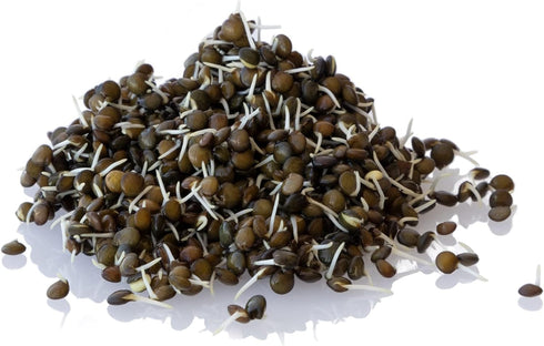 Organic Black Lentil Sprouting Seeds - Organic - 16 Oz ~9,600 Seeds