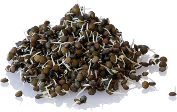 Organic Black Lentil Sprouting Seeds - Organic - 16 Oz ~9,600 Seeds