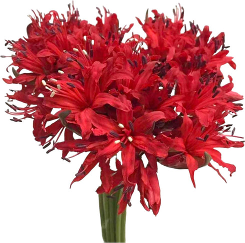 10 Elegant White Lycoris Radiata Bouquet - Premium Floral Stems for Home D cor