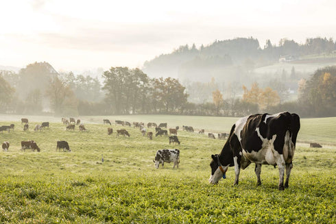 Hey Boo 8 oz. Organic Cultured Ghee - California Grassfed Cows - Award Winning Euro Styled High Fat Butter - Premium