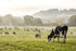 Hey Boo 8 oz. Organic Cultured Ghee - California Grassfed Cows - Award Winning Euro Styled High Fat Butter - Premium