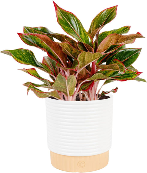 Costa Farms Chinese Evergreen Live Plant in Decorative Pot, Easy to Maintain,
