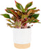 Costa Farms Chinese Evergreen Live Plant in Decorative Pot, Easy to Maintain,