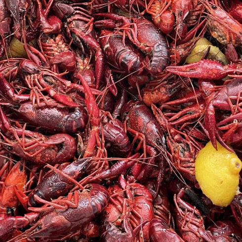 Captain Sid's Seafood Boil Blend 5G 20-30lbs 2.87lbs Captain Sids Boil Blend (Boils of Seafood & Sides)