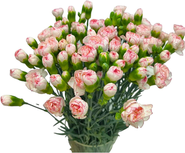 WANGBINYU 18 Pink and White Mini Carnations Fresh Cut Flowers Gifts for