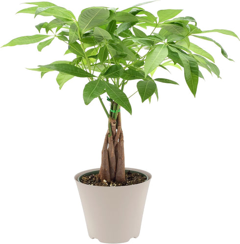 Arcadia Garden Products LV64 Live Braided Money Tree Pachira Aquatica Indoor Houseplant in Arcadia Garden