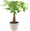Arcadia Garden Products LV64 Live Braided Money Tree Pachira Aquatica Indoor Houseplant in Arcadia Garden
