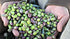 Laconiko 100% Extra Virgin Olive Oil Laconiko Ultra Premium Extra Virgin Olive Oil (Basil)