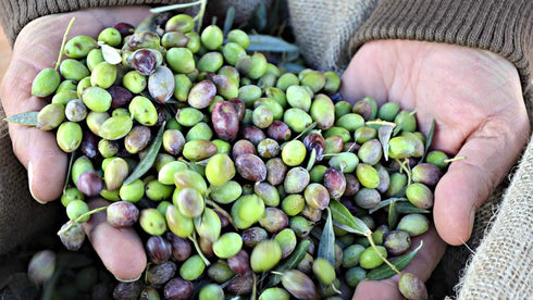 Laconiko 100% Extra Virgin Olive Oil Laconiko Ultra Premium Extra Virgin Olive Oil (Greek Seasoning)
