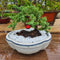 Generic Christmas Beginner Bonsai Juniper Tree