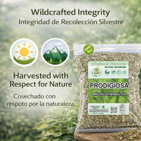 4 oz (113g) 100% Prodigiosa Herbal Tea Natural Mexican Herb Wildcrafted Brickellia Vegan, Non-GMO Loose Leaf Herbal
