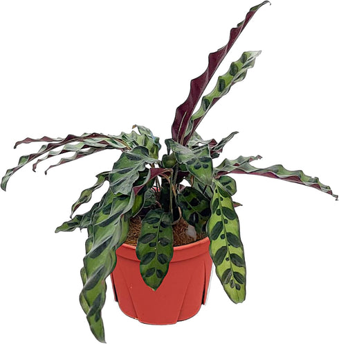 CoollectivePlants Calathea Lancifolia 'Rattlesnake' | Live Indoor Houseplant in 6" Pot, Easy