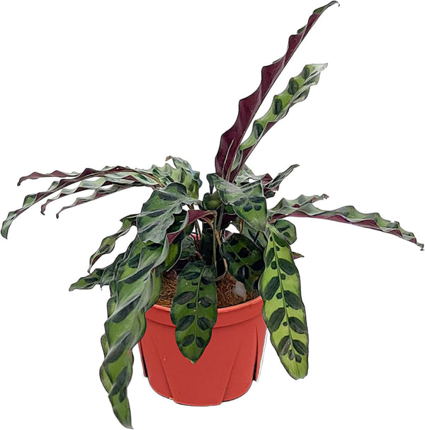 CoollectivePlants Calathea Lancifolia 'Rattlesnake' | Live Indoor Houseplant in 6" Pot, Easy