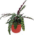 CoollectivePlants Calathea Lancifolia 'Rattlesnake' | Live Indoor Houseplant in 6" Pot, Easy