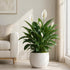 '7th '7th 2-8" 2ct Live Spathiphyllum Heaven' Plant - Heaven Peace Lily' - ragnaroc Tropical Plant Tall - - Live