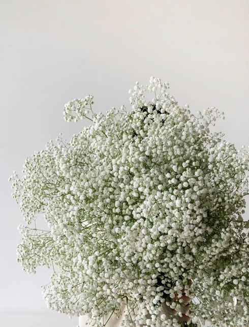 10 Stems Fresh White Gypsophila Flowers Can Be Stored In Water Or Dried Naturally Home hydroponic flower