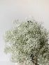 10 Stems Fresh White Gypsophila Flowers Can Be Stored In Water Or Dried Naturally Home hydroponic flower