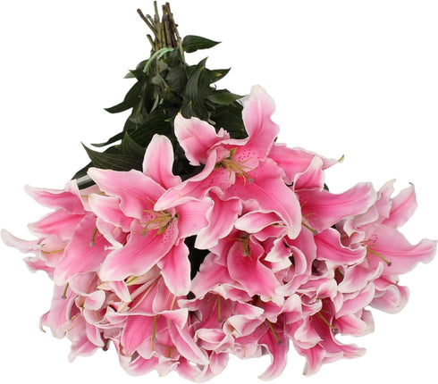 10 Stem Pink Giant Lilies Fresh Cut Flower Bouquet Very Fragrant Gifts for home decoration birthdays anniversaries