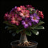 QYTGVSZ Decor-1Tubers (2) Mixed Desert Roses Succulent with Vibrant Trumpet Drought Tolerant Caudex Perfect for Patio