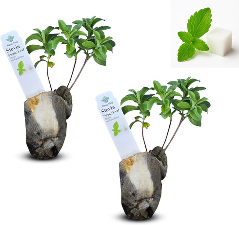 Natural Herbal Live Zero Calorie Sugar Replacement. Stevia Plants. Sweet Leaf, Sugar