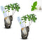 Natural Herbal Live Zero Calorie Sugar Replacement. Stevia Plants. Sweet Leaf, Sugar