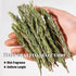 CYHJTCHS 20g (25 Dried Whole Rosemary Sprigs Bulk, Pcs), Premium Fresh Aroma Sprigs with Intact Rosemary Leaves