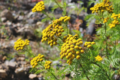 (100g) Health Embassy Tansy Herb | Tanacetum Vulgare L | Herbal Tea